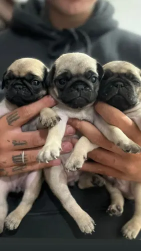 Filhote Pug macho 