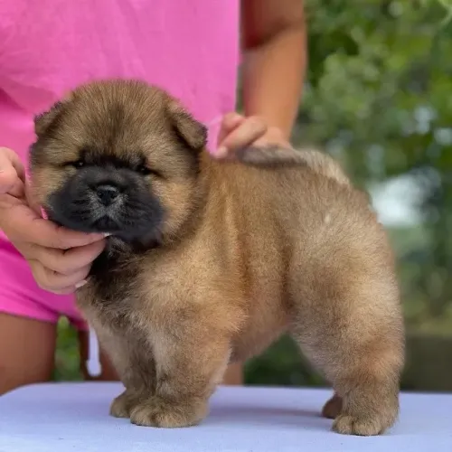 Chow chow uma bolinha