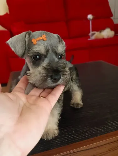 Schnauzer Macho