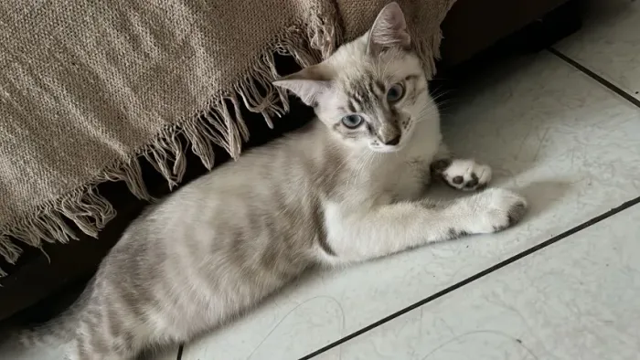 Gato para adoção 