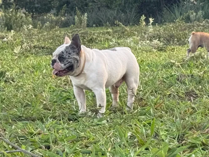 Bulldogue Francês- Machinho pequeno e muito carinhoso