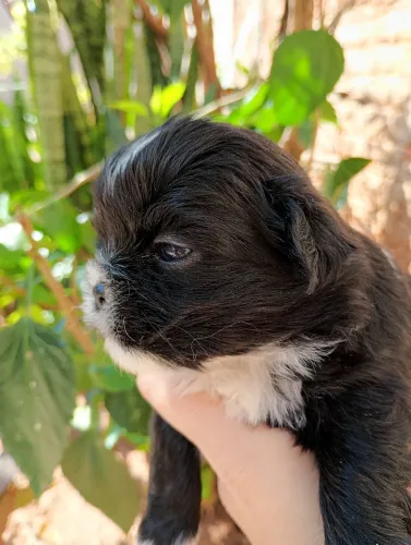 Shih Tzu fêmea