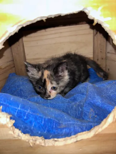 Casinha de gato