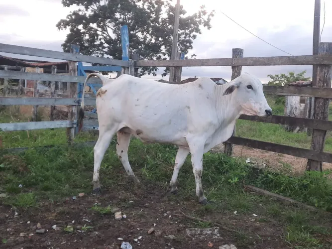 Vaca nelore extra (prenha)