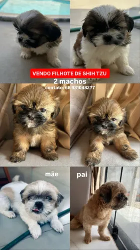 FILHOTE DE SHIH TZU