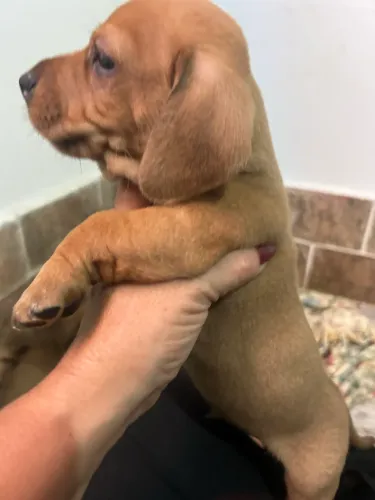 Basset Dachshund