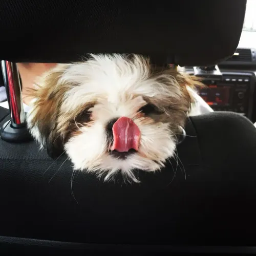 Lhasa Apso raça pura venha escolher a sua menina