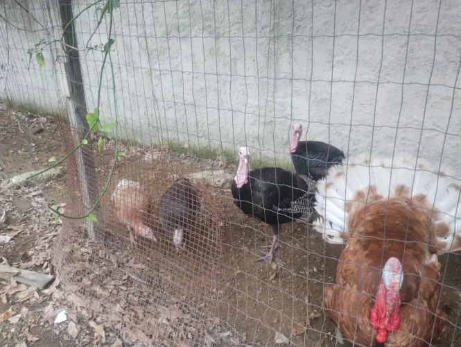 Vendo casal de Perus , adultos.
