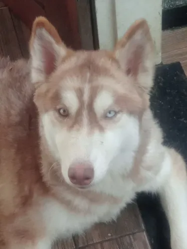 Husky siberiano fêmea 