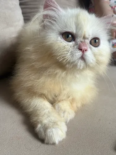 Gato persa filhote