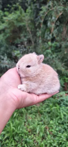 Mini coelho Netherland Dwarf
