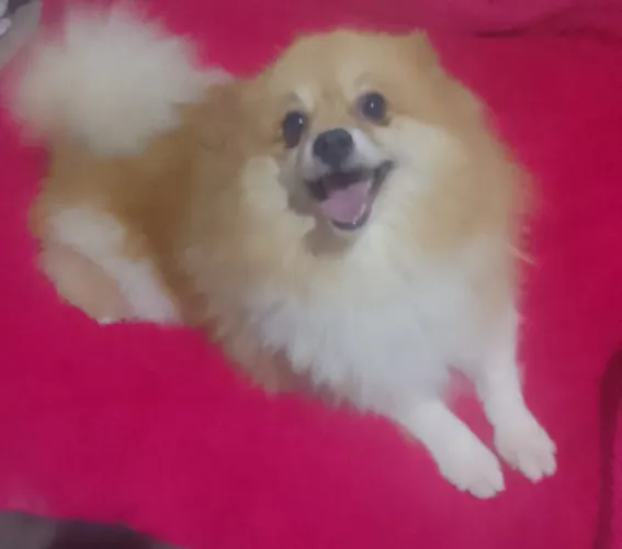 Vendo linda Spitz alemão fêmea adulta 