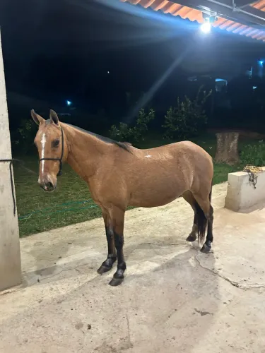 Cavalo Manso de Montaria ( Para Criança )