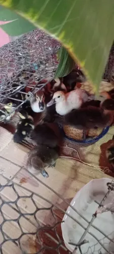 Patinhos