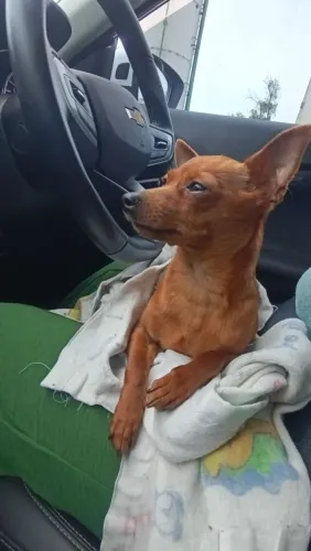 pinscher 01 fêmea 