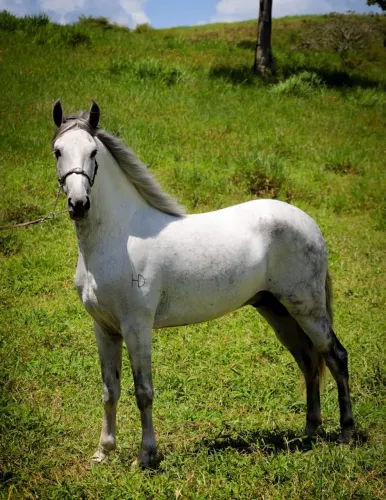 Garanhão Mangalarga Marchador