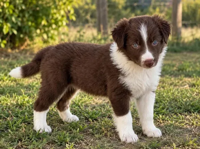 Filhotes Border collie pet premium ninhada