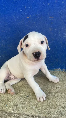 Estou vendendo filhote de pitbull fêmea 