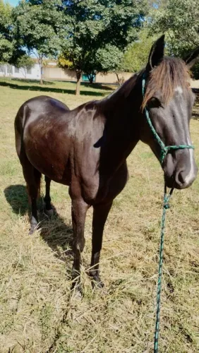 Cavalo preto novo