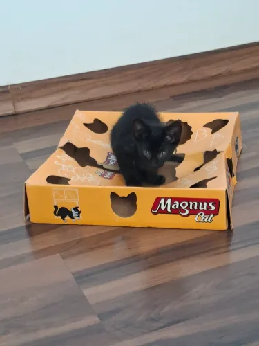 Doação de gatinho macho