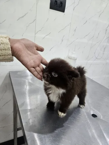 Lulu da pomerania filhote