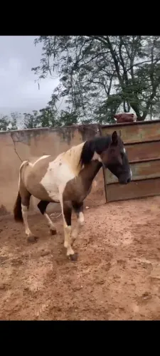 Égua Pampa Lobuno