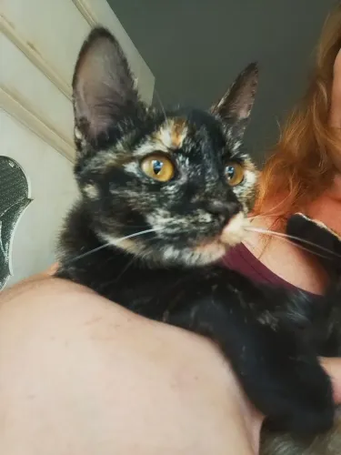Gata 5 meses, CASTRADA, VERMIFUGADA para adoção