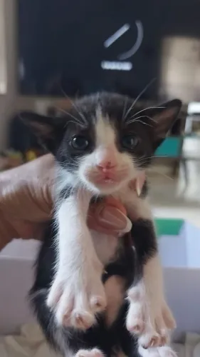 DOAÇÃO DE DUSA BELAS GATINHAS