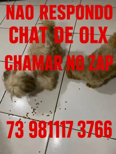 Shitzu casal ADULTO A VENDA ( LER ANÚNCIO)