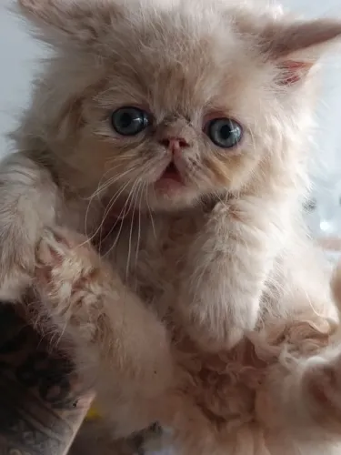 Gato persa padrão show macho .