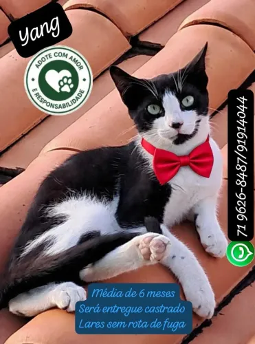 Adote o gatinho Yang