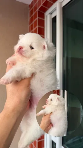 Spitz alemão (Lulu da pomerania) fêmea