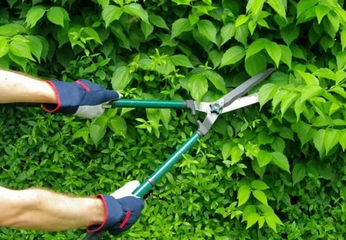 Jardineiro_Serviços de Jardinagem