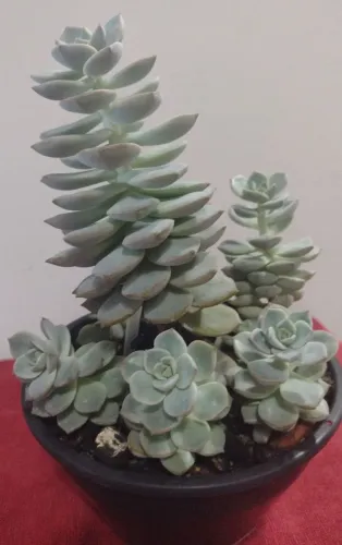 Planta: Kit Suculenta (3Potes)