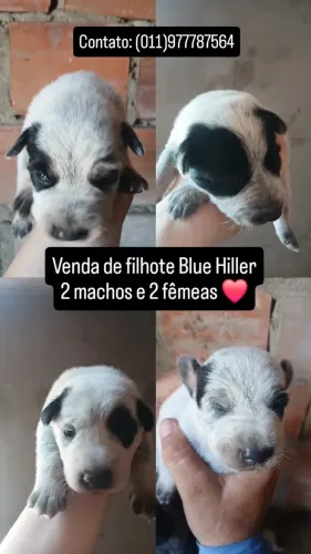 Filhote Blue Hiller