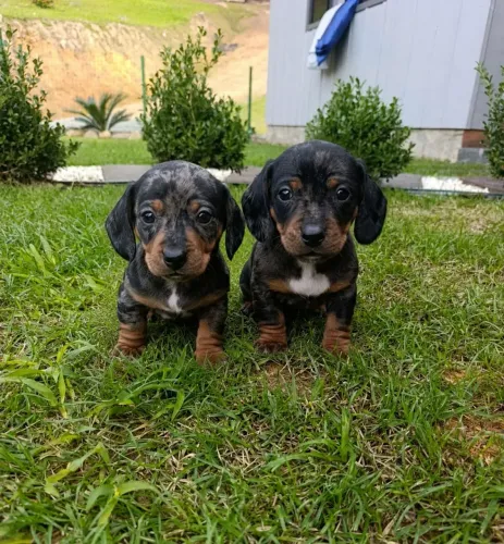 Daschund kanichen macho merle