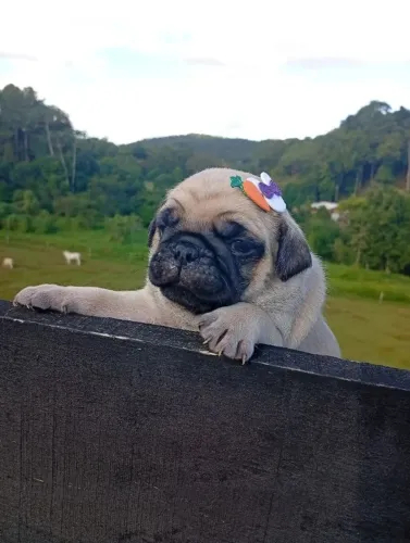 Pug ligue reserve e garanta com total exclusividade 