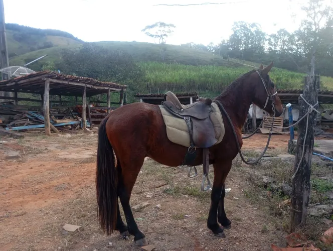 Vende-se potro de 3 anos e meio 