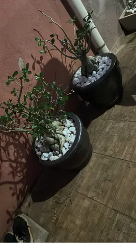 Rosas do deserto