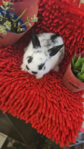 Mini coelho macho e fêmea 