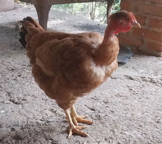 Frangas novas