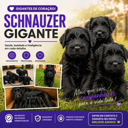 Filhotes de Schnauzer Gigante - Linhagem Excepcional