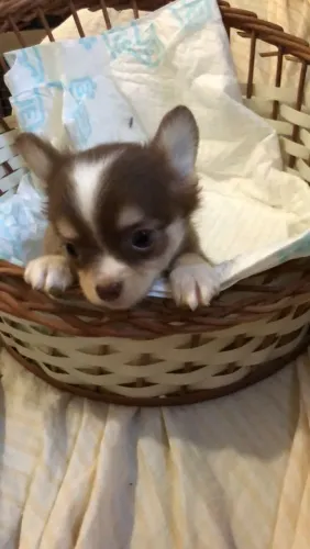 Chihuahua macho macho chocolate com branco micro