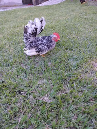 Garnize nagasaki motled 