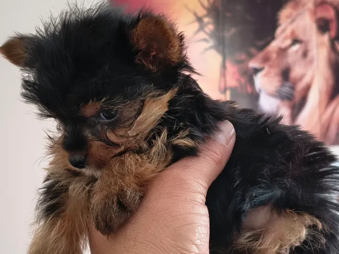 Machinho de yorkshire disponível a pronta entrega-Alfenas mg