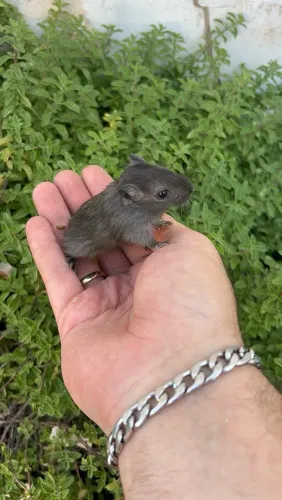 Esquilo da Mongólia (gerbil)