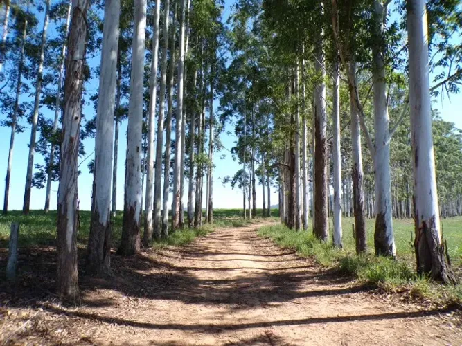 FAZENDA À VENDA NO VALE DO IVAÍ