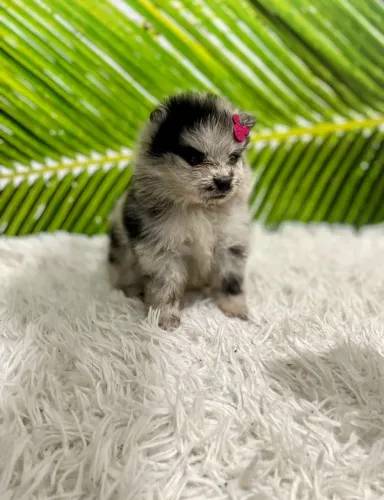 Fêmeas de Spitz Alemão Blue Merle