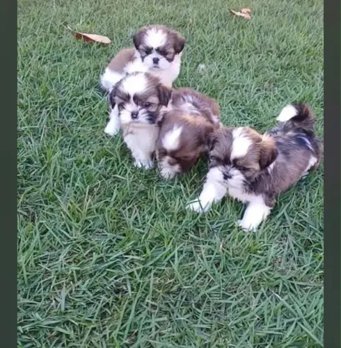 Lindos filhotes de shihtizu 