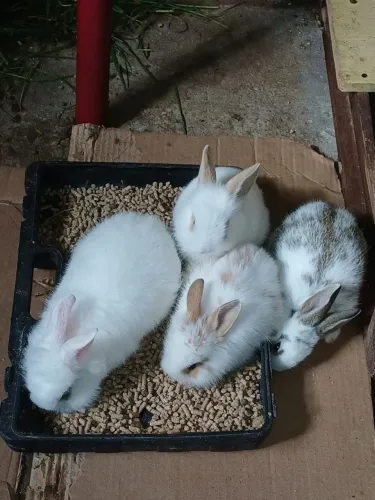 Vendo filhote de coelhos com 45 dias